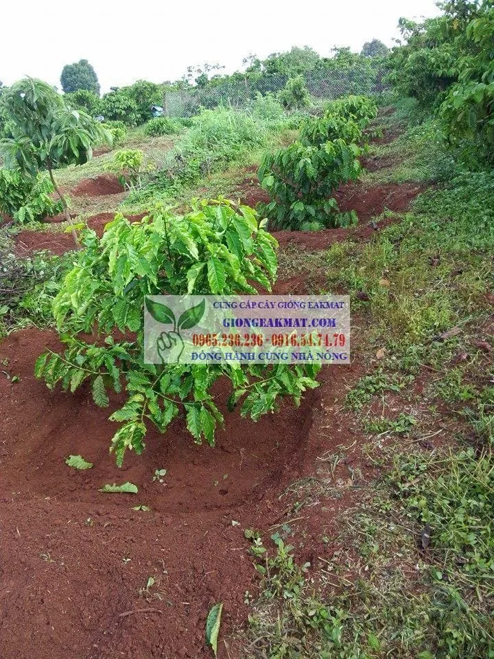 Lợi ích làm bồn cho cây cà phê trong việc giữ nước và phát triển bộ rễ