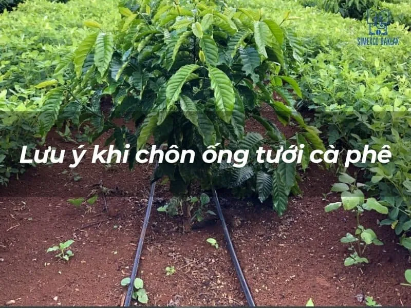 Lưu ý quan trọng khi chôn ống tưới cà phê: Xử lý rễ cây và tắc nghẽn