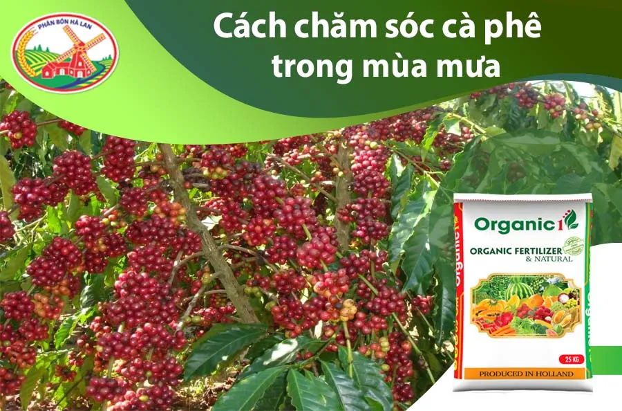 Màu sắc quả cà phê thể hiện chất lượng hạt sau quá trình chăm sóc