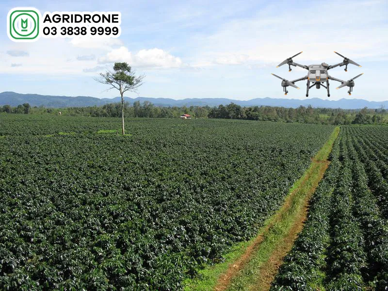 Máy bay không người lái đang phun thuốc trên cánh đồng cà phê lớn