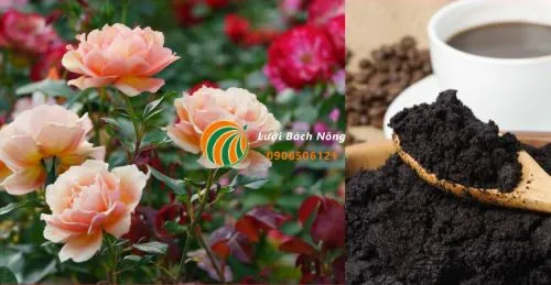 Mẹo sử dụng bã cà phê bón cho hoa hồng