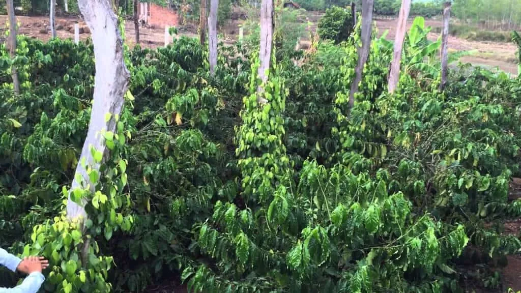 Mô hình trồng xen canh cà phê và hồ tiêu bền vững