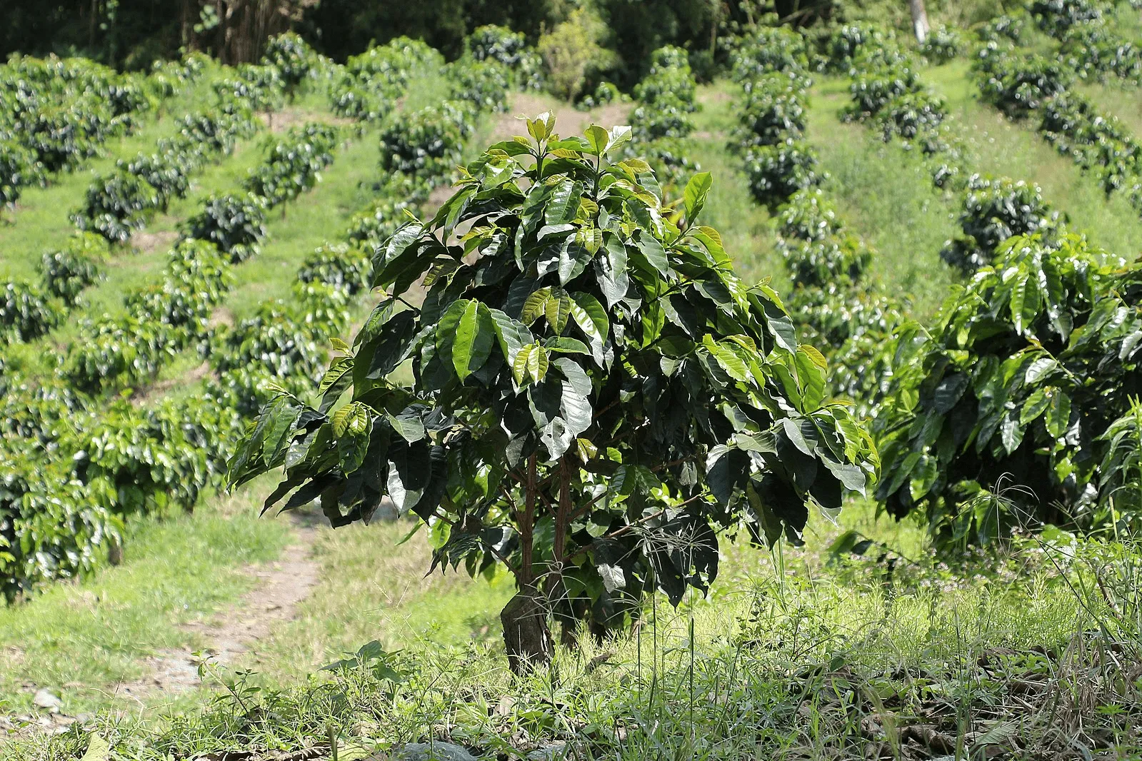Mô hình vườn cà phê Robusta với khoảng cách chuẩn