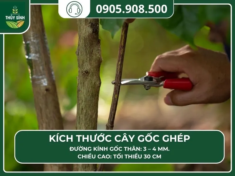 Mô tả chi tiết các bộ phận và kích thước lý tưởng của cây gốc ghép cà phê