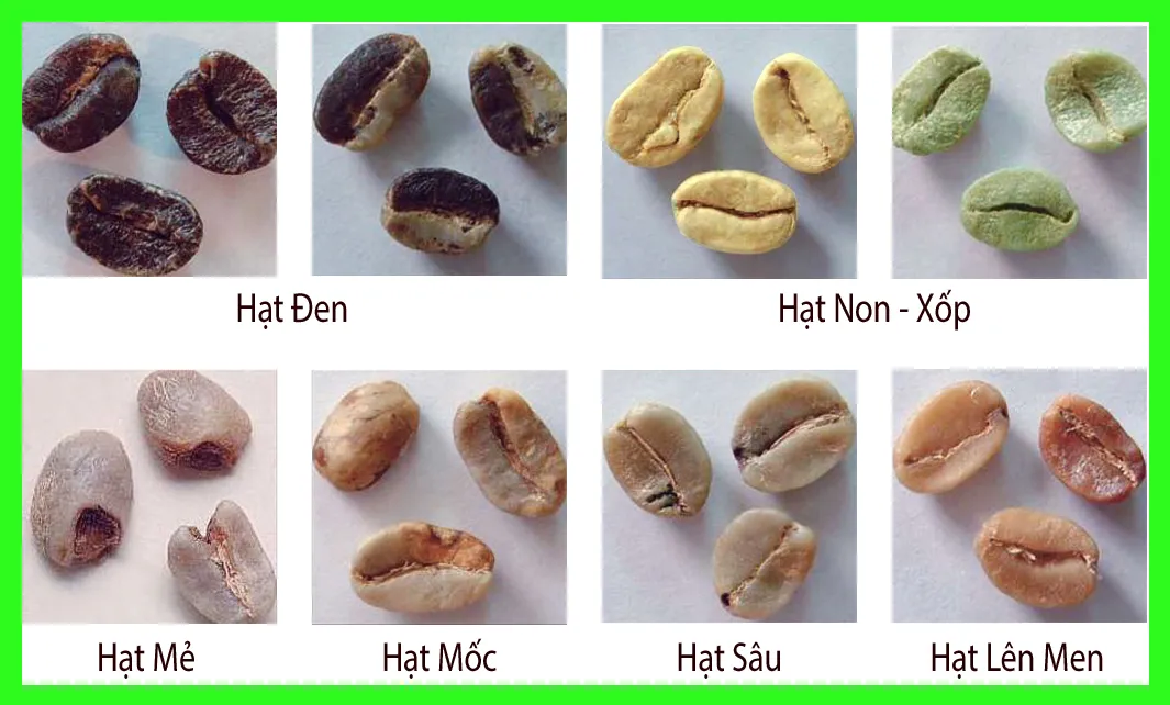 Mô tả hình ảnh hạt cà phê nhân xanh trước và sau khi được phân loại bằng máy tách màu hiện đại