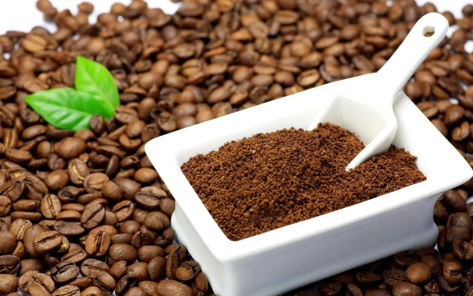 Một thú cưng đang được chà xát bã cà phê lên lông để diệt bọ chét
