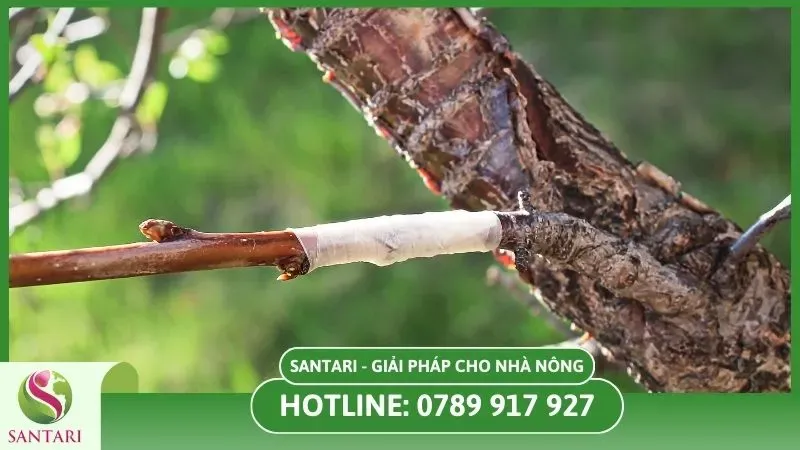 Nâng cao khả năng ghép cành là bước đi then chốt cho nền nông nghiệp hiện đại