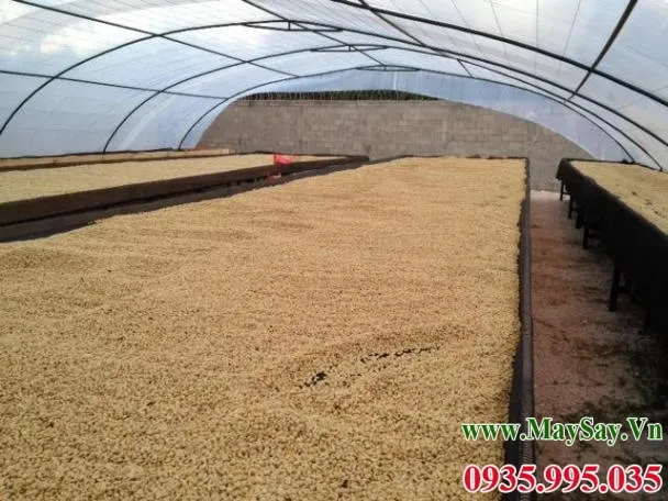 Nhà vòm lợp bằng tấm trong suốt để phơi cà phê