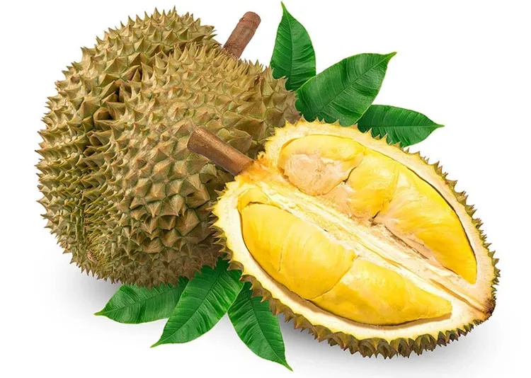 Những múi sầu riêng vàng ươm và lá xanh - Tìm hiểu về tác dụng của sầu riêng đối với sức khỏe
