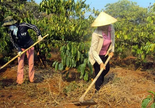 Nông dân đang chăm sóc cây cà phê con tại rẫy