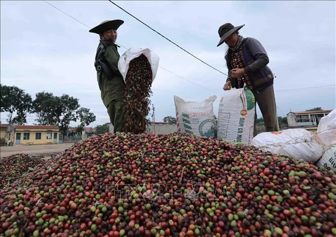 Nông dân xã Ea Kao, TP Buôn Mê Thuột tập kết cà phê thu hoạch được để đưa vào phân loại chế biến, ảnh hưởng đến giá cà phê liệu có tăng