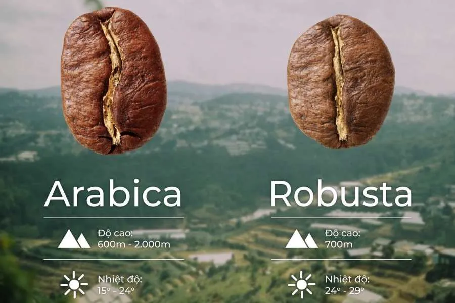 Phân biệt hạt cà phê robusta và arabica qua hình dáng