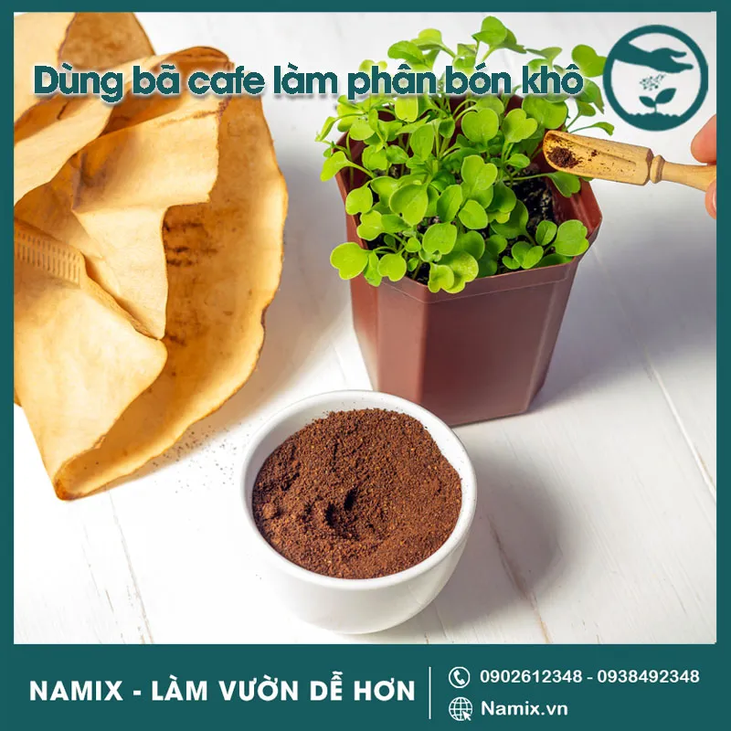 Phân bón khô từ bã cà phê đã phơi và bảo quản, sẵn sàng rắc quanh gốc cây