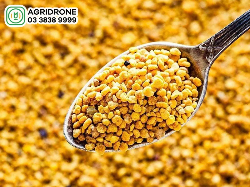 Phấn hoa cà phê tươi mới được thu hoạch từ hoa cà phê