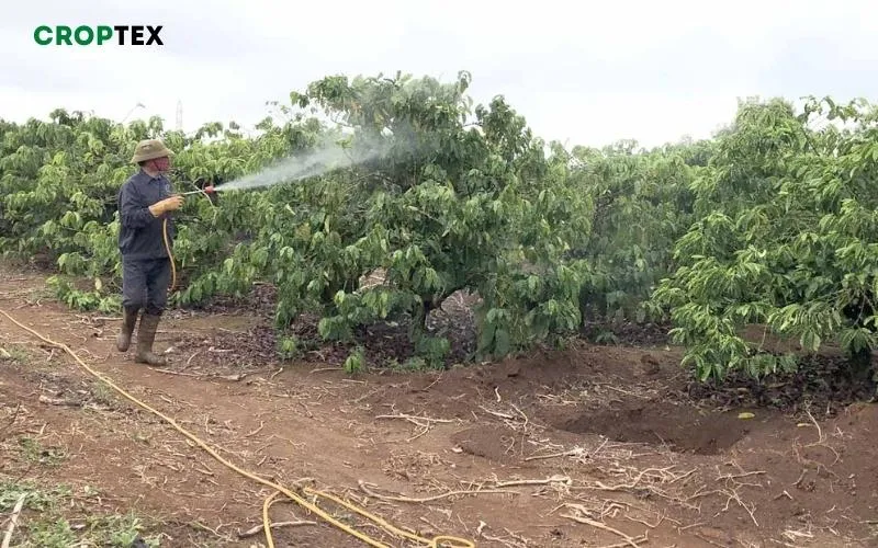 Phòng ngừa sâu bện cho cà phê mới trồng