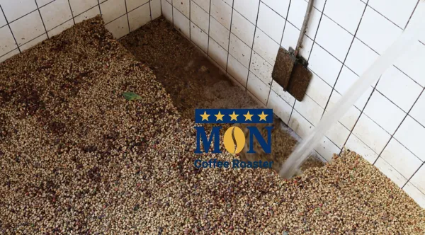 Quả cà phê trong bể ngâm ủ để lên men, một bước quan trọng trong quy trình sử dụng máy chế biến cà phê ướt