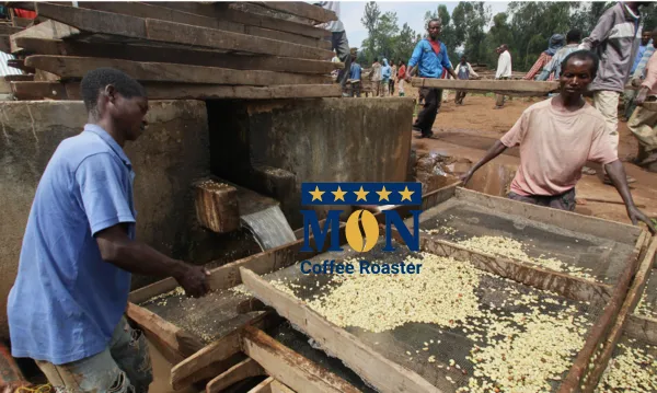 Quá trình phân loại và loại bỏ tạp chất của quả cà phê chín trước khi đưa vào máy xay vỏ cà phê ướt
