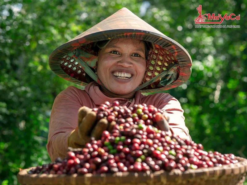 Quá trình thu hoạch và chế biến cà phê phải được thực hiện tỉ mỉ, từ việc lựa chọn quả chín đến các kỹ thuật chế biến khác nhau, nhằm đảm bảo chất lượng hạt.