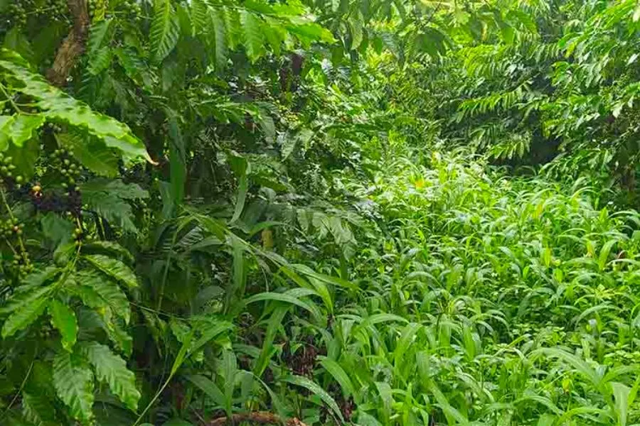 Quản lý thảm cỏ sinh học giữ ẩm cho đất vườn cà phê