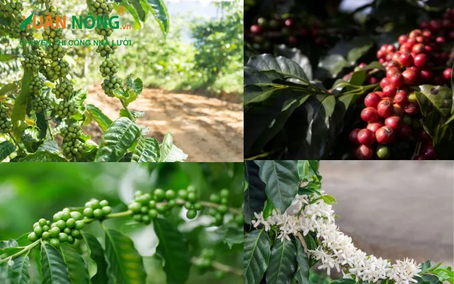 Quy Trình Bón Phân Ảnh Hưởng Đến Quyết Định Về Khoảng Cách Trồng Cà Phê Dây