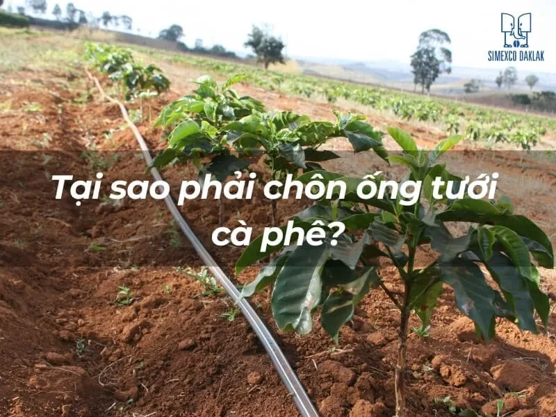 Quy trình chôn ống tưới cà phê: Đào rãnh, đặt ống và lấp đất cẩn thận