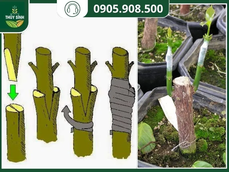 Quy trình kỹ thuật ghép nêm cà phê, thể hiện rõ vết cắt hình nêm và cách cố định