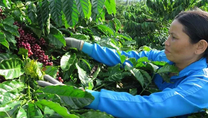 Rong tỉa cây che bóng để tối ưu ánh sáng cho vườn cà phê