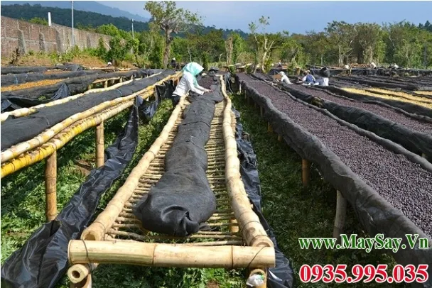 Sử dụng khung gỗ tre làm giá phơi cà phê quả