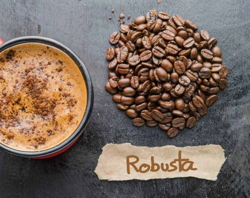 Sử dụng Robusta có vị chua trong pha trộn cà phê là một chiến lược hiệu quả để tạo ra hồ sơ hương vị cân bằng và độc đáo.