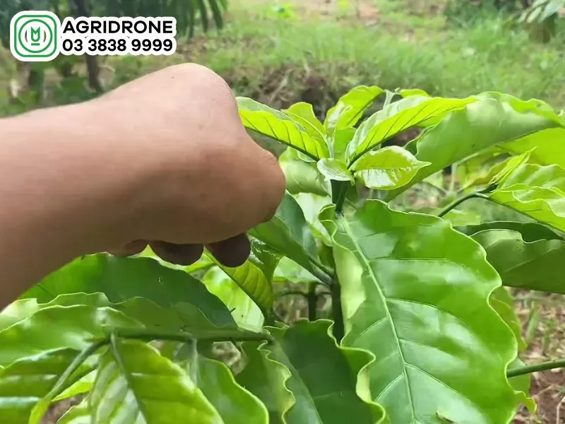 Thao tác cắt tỉa cành và tạo dáng cho cây cà phê mới trồng
