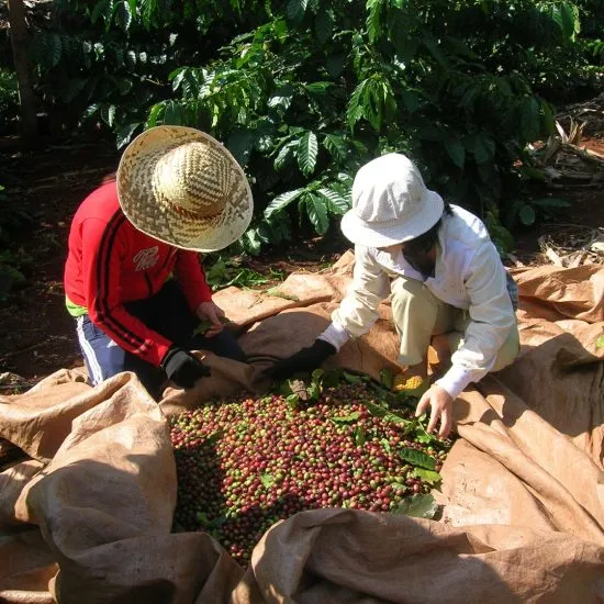 Thu hoạch cà phê tại đồn điền, minh họa nguồn gốc chất lượng cao cho cách phối trộn cà phê ngon.