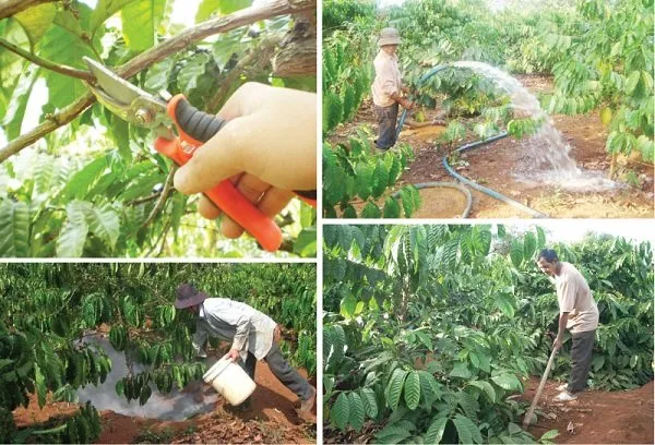 Tổng hợp chăm sóc cây cà phê