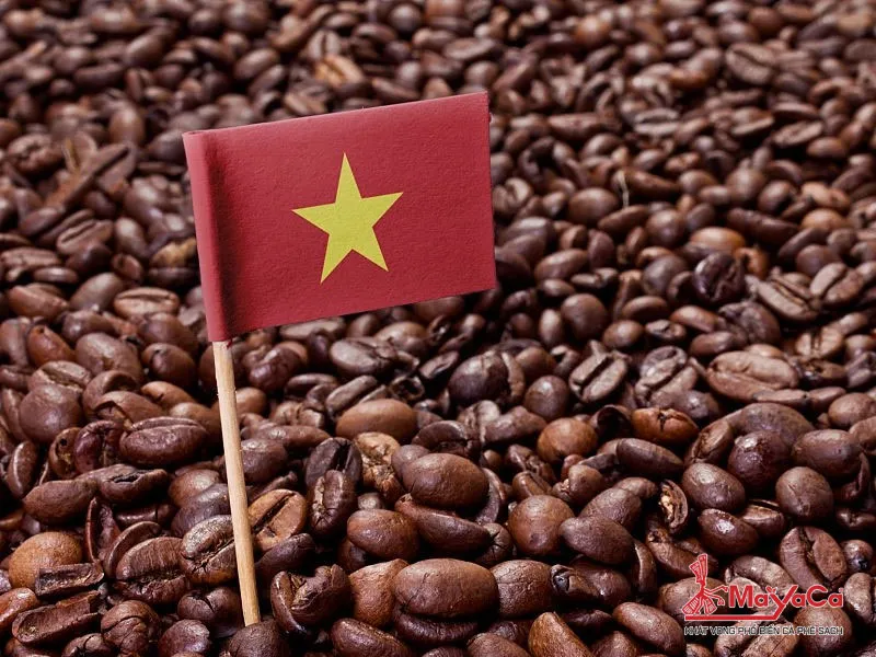 Tổng quan về các giống cà phê chính Robusta và Arabica tại Việt Nam