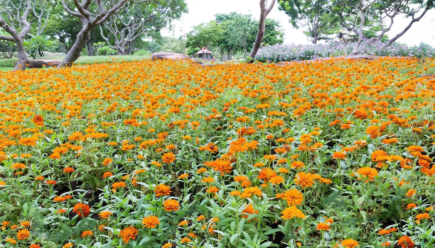 Trồng hoa sao nhái (không liên quan), mô tả ứng dụng kỹ thuật trồng cà phê xanh lùn