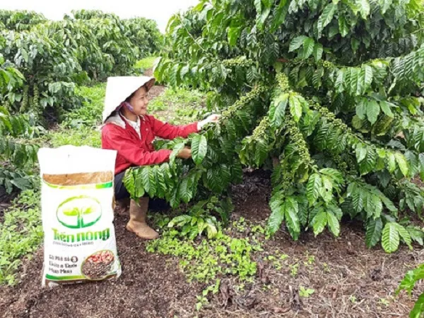 Việc phân bổ phân bón cho cây cà phê cần đồng đều nhau giữa hàm lượng các chất