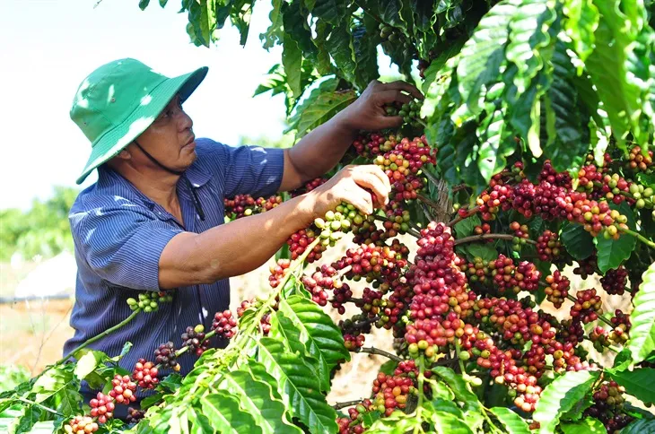 Vùng trồng cà phê robusta Tây Nguyên Việt Nam