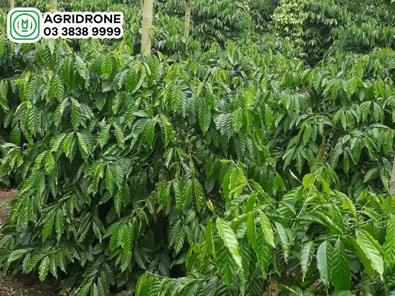 Khoảng Cách Trồng Bơ Xen Cà Phê Tối Ưu Cho Năng Suất Vườn Bền Vững