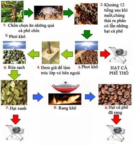 Cách Sản Xuất Cà Phê Chồn: Bí Mật Quy Trình Tạo Ra Hương Vị Đẳng Cấp