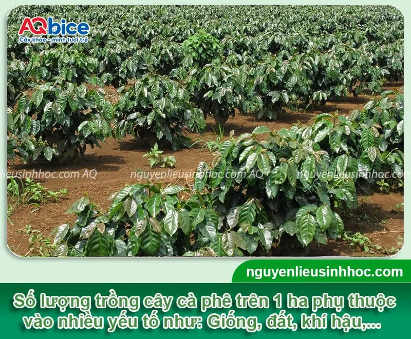 Khoảng Cách Trồng Bơ Xen Cà Phê Tối Ưu Cho Năng Suất Vườn Bền Vững