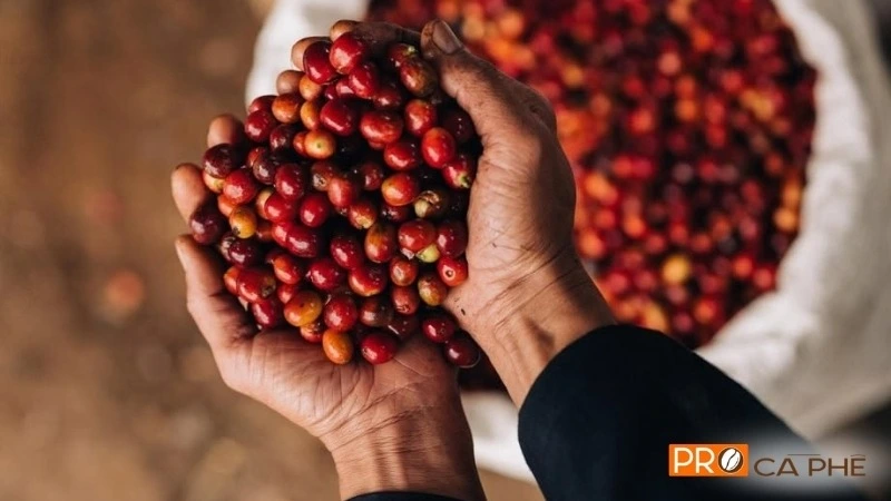 Hạt Arabica Sơn La được kết tinh trên những triền núi cao mờ sương vùng Tây Bắc