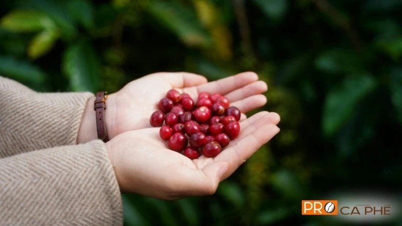 Arabica Điện Biên mang hương rừng của thung lũng Mường Ảng