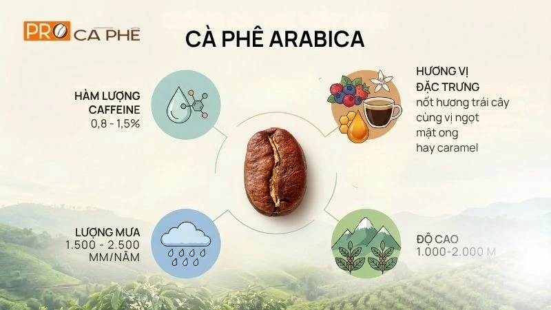 Đặc điểm nổi bật của hạt Arabica