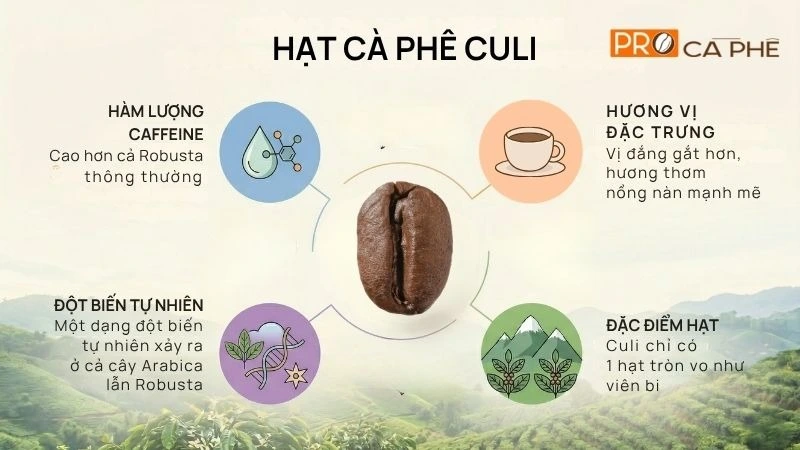 Đặc điểm nổi bật của hạt cà phê Culi