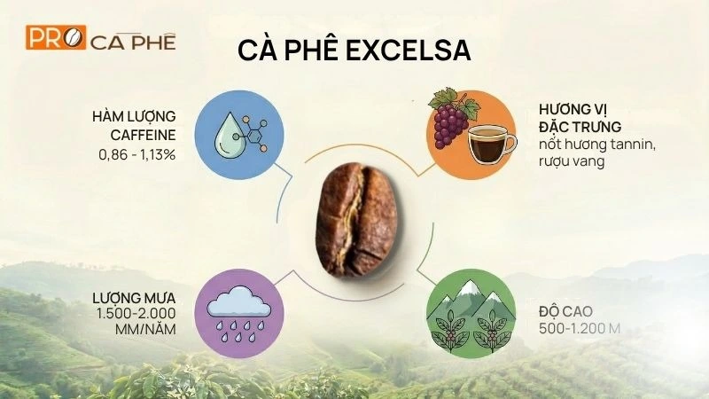 Đặc điểm nổi bật của hạt Excelsa