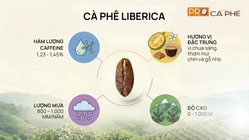 Đặc điểm nổi bật của hạt Liberica