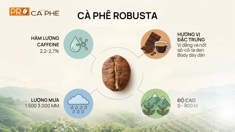 Đặc điểm nổi bật của hạt Robusta