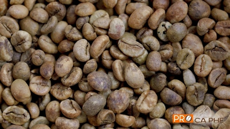 Hạt cà phê Arabica có rãnh giữa uốn nhẹ hình chữ S