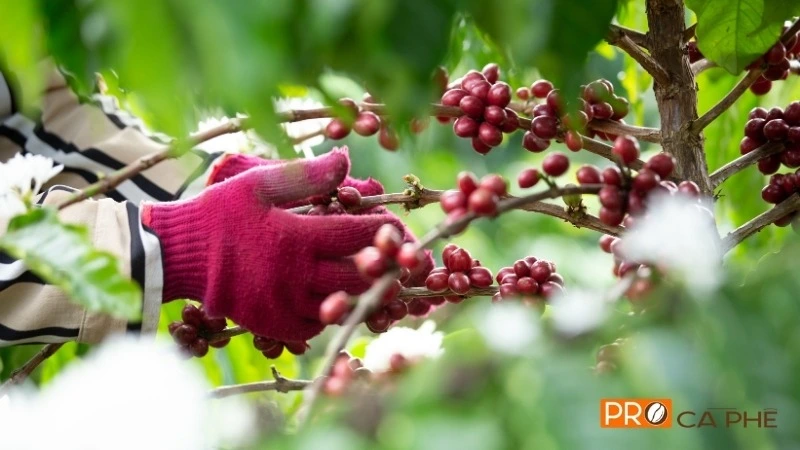 Chất lượng của Robusta Buôn Ma Thuột đến từ sự khắt khe trong toàn bộ quy trình từ canh tác đến chế biến và rang xay