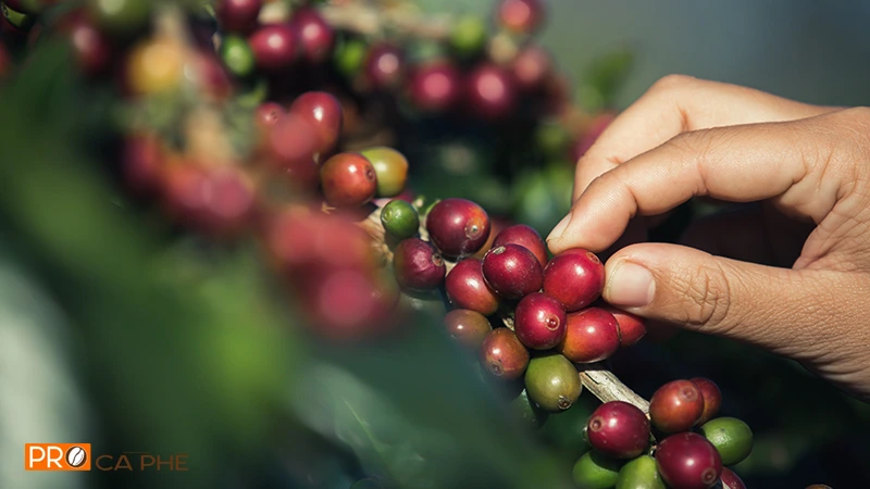Hạt cà phê Arabica là gì?