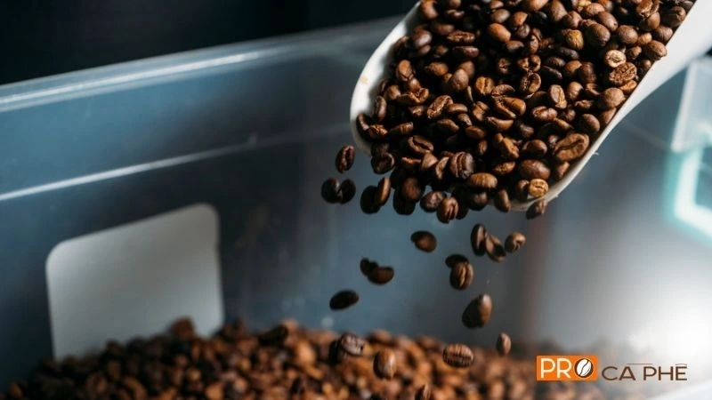 Hạt cà phê nguyên chất được hiểu đơn giản là loại cà phê 100% mộc